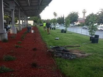 People planting shrubs