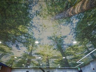 A prehistoric forest themed area of the Summerdale Flexible Instructional Space